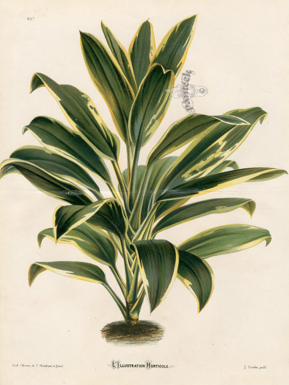 Lemaire Chromolithograph 1851 Song of India