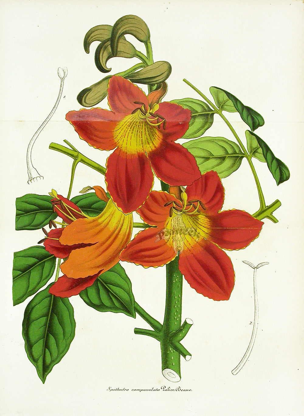 Lemaire Chromolithograph 1851 Spathodea