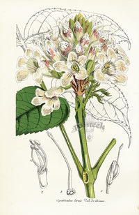 Lemaire Chromolithograph 1851 Spathodea laevis - Panteek Antique Prints