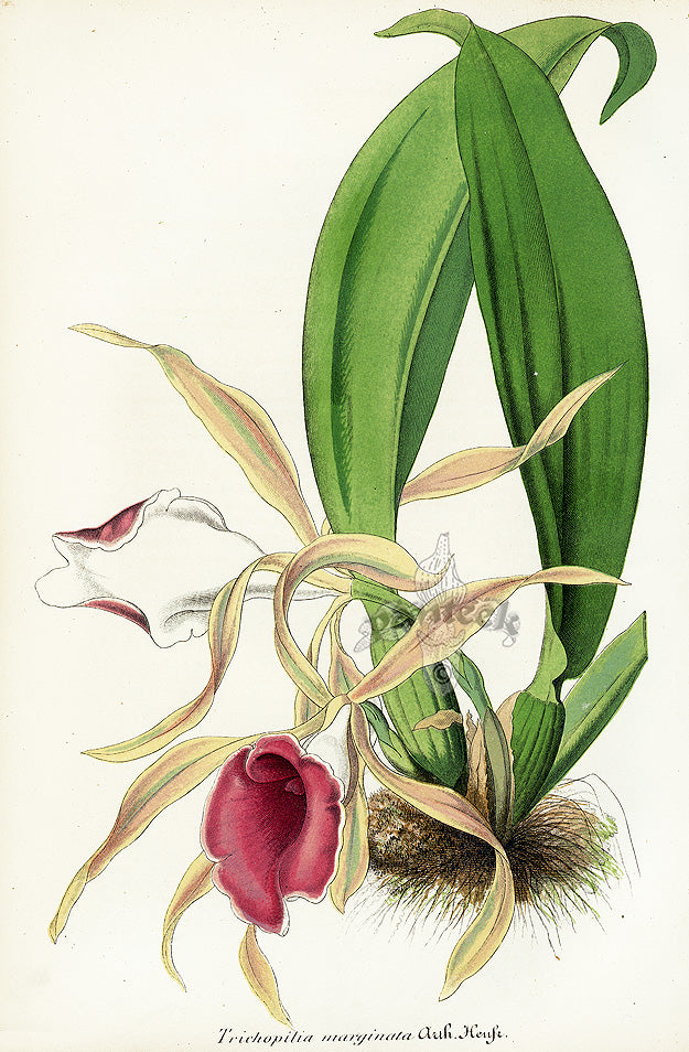 Lemaire Chromolithograph 1851 Trichopilia