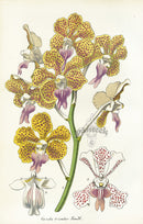 Lemaire Chromolithograph 1851 Vanda tricolor - Panteek Antique Prints