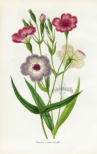 Lemaire Chromolithograph 1851 Viscaria - Panteek Antique Prints