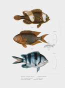 Leopold Fitzinger Lithograph Amenone & Damsel Fish - Panteek Antique Prints