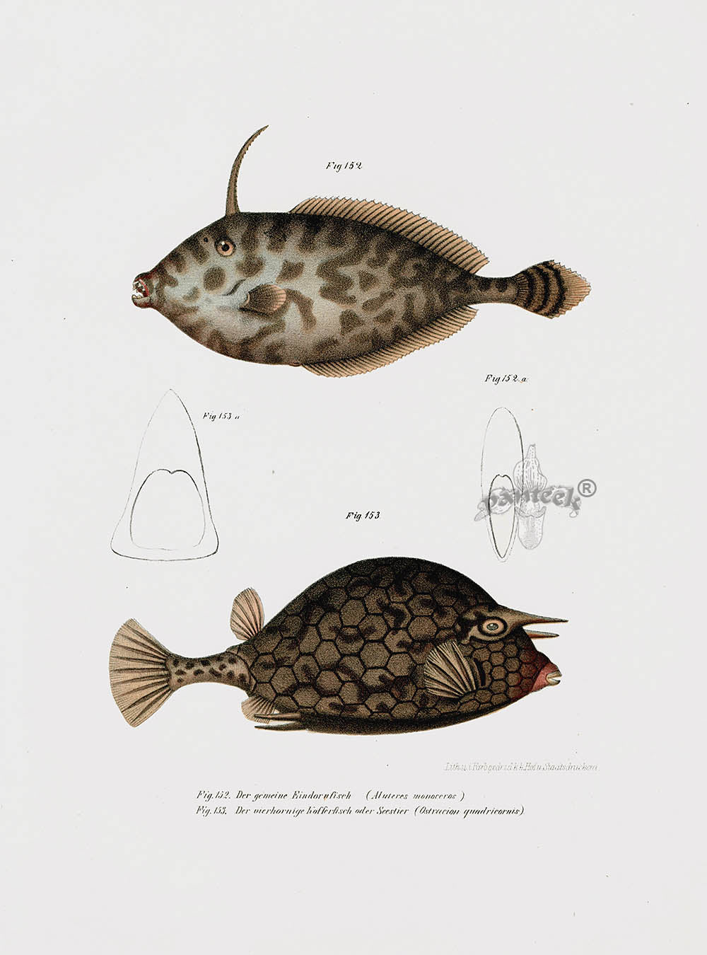 Leopold Fitzinger Lithograph Box Fish