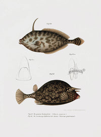 Leopold Fitzinger Lithograph Box Fish - Panteek Antique Prints