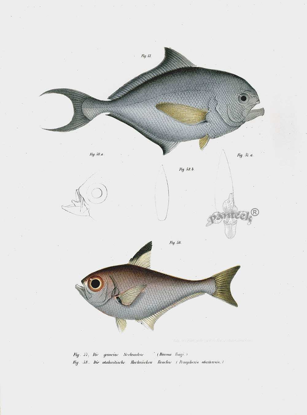 Leopold Fitzinger Lithograph Brama Brama