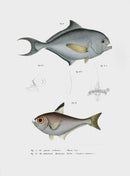 Leopold Fitzinger Lithograph Brama Brama - Panteek Antique Prints