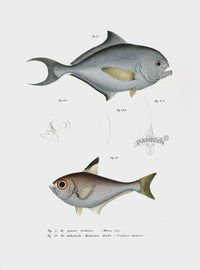 Leopold Fitzinger Lithograph Brama Brama - Panteek Antique Prints