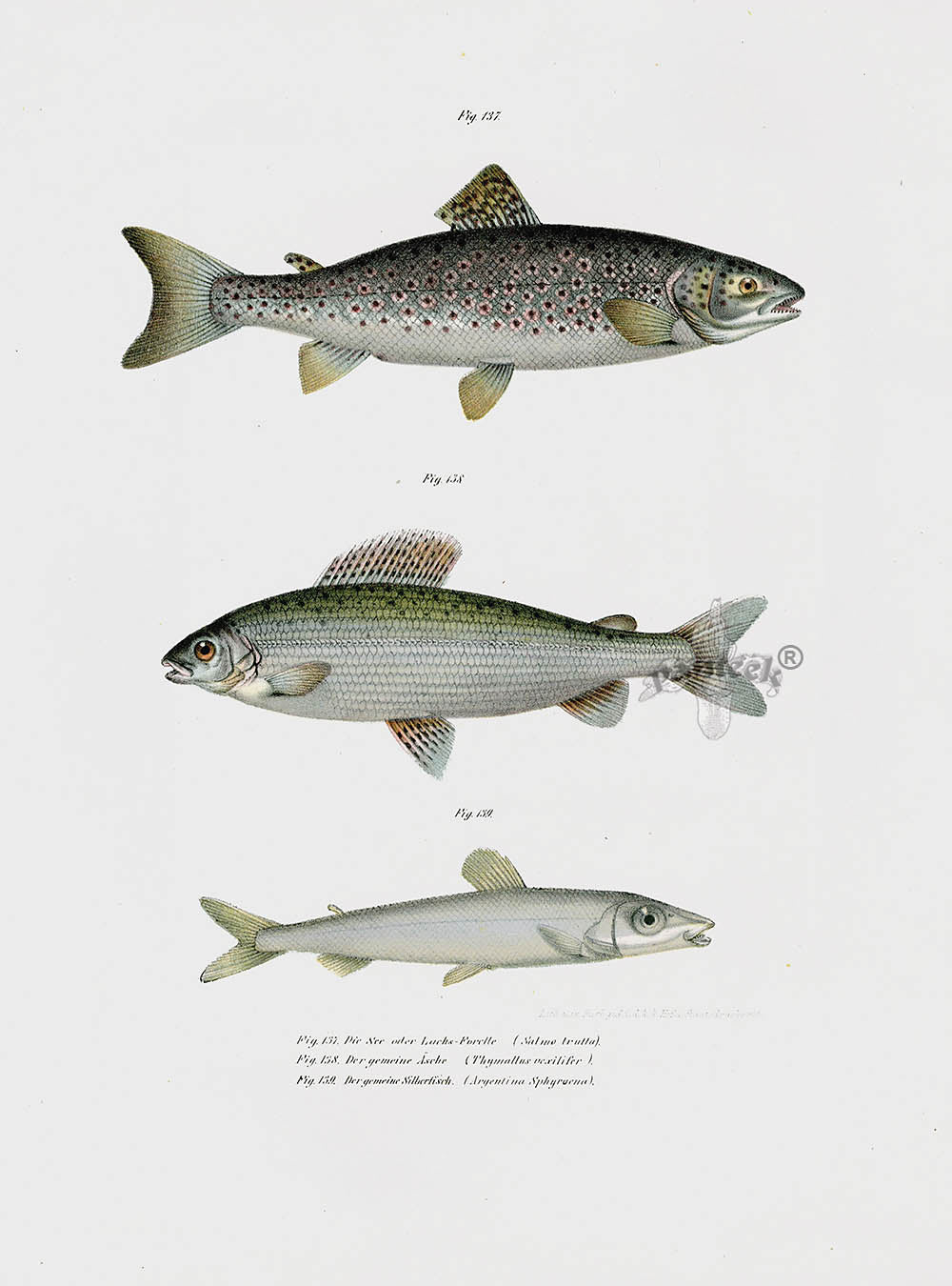 Leopold Fitzinger Lithograph Brown Trout