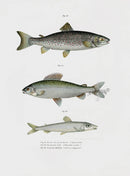 Leopold Fitzinger Lithograph Brown Trout - Panteek Antique Prints