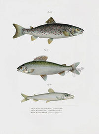 Leopold Fitzinger Lithograph Brown Trout - Panteek Antique Prints