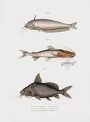 Leopold Fitzinger Lithograph Butter Catfish - Panteek Antique Prints