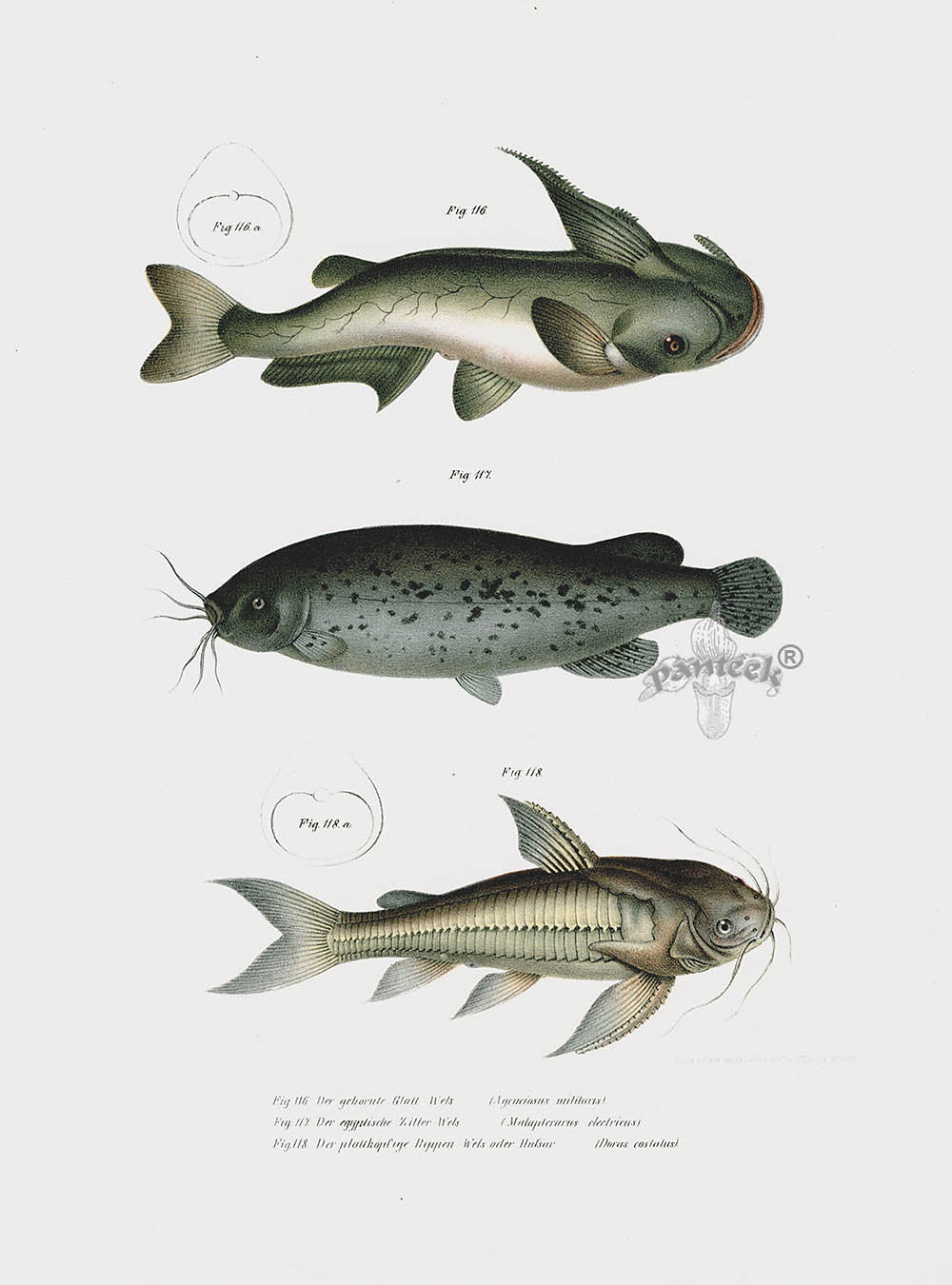 Leopold Fitzinger Lithograph Catfish