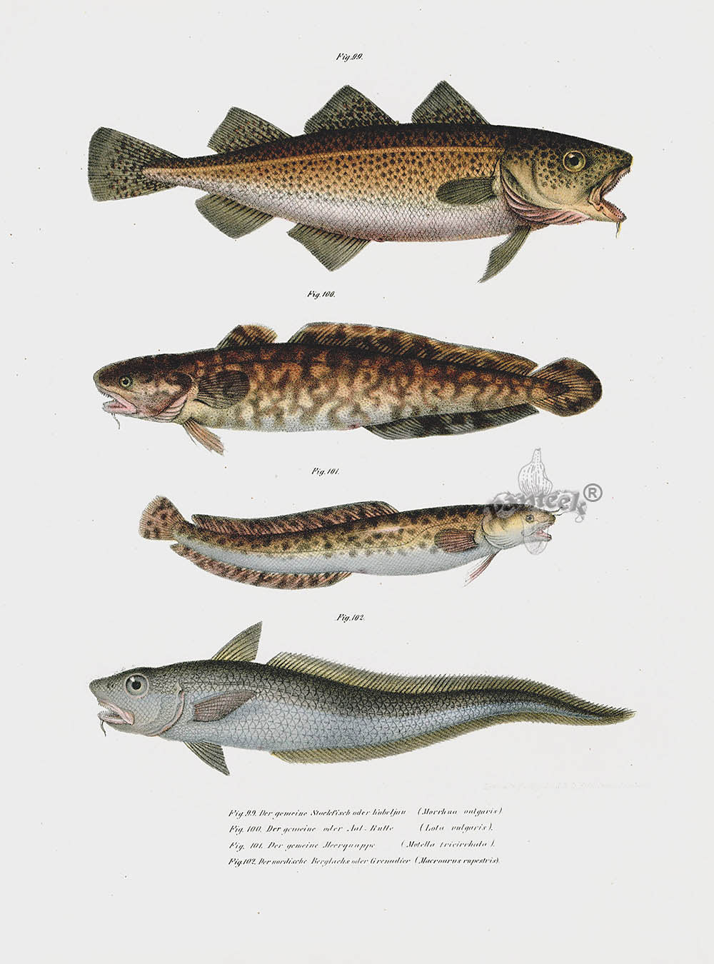 Leopold Fitzinger Lithograph Cod Fish