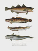 Leopold Fitzinger Lithograph Cod Fish - Panteek Antique Prints