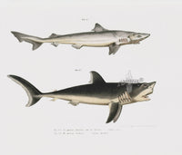 Leopold Fitzinger Lithograph Dogfish, Mackerel Shark - Panteek Antique Prints