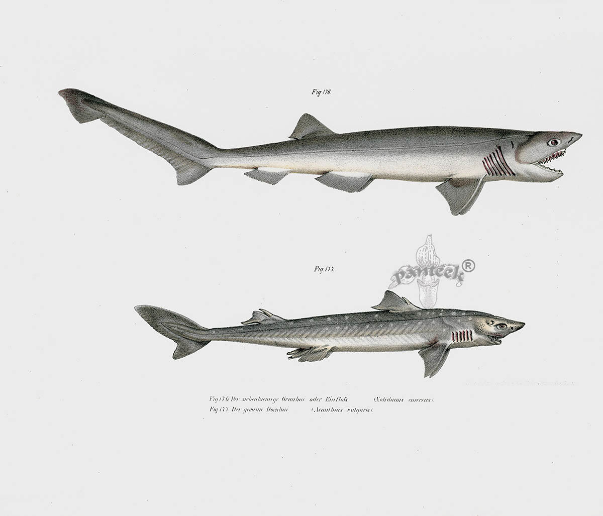 Leopold Fitzinger Lithograph Dogfish, Shark