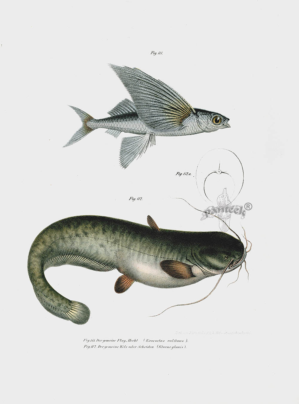 Leopold Fitzinger Lithograph Flying Fish