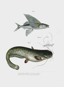 Leopold Fitzinger Lithograph Flying Fish - Panteek Antique Prints