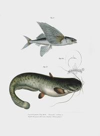 Leopold Fitzinger Lithograph Flying Fish - Panteek Antique Prints