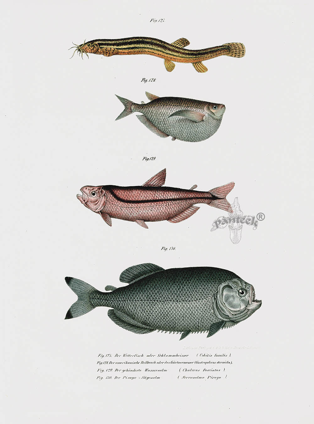 Leopold Fitzinger Lithograph Loach, Piraya Pirhana