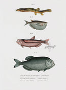 Leopold Fitzinger Lithograph Loach, Piraya Pirhana - Panteek Antique Prints