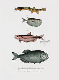Leopold Fitzinger Lithograph Loach, Piraya Pirhana - Panteek Antique Prints