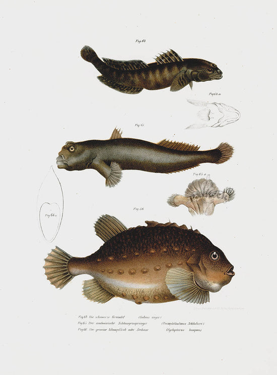 Leopold Fitzinger Lithograph Lump Fish | Panteek Antique Prints