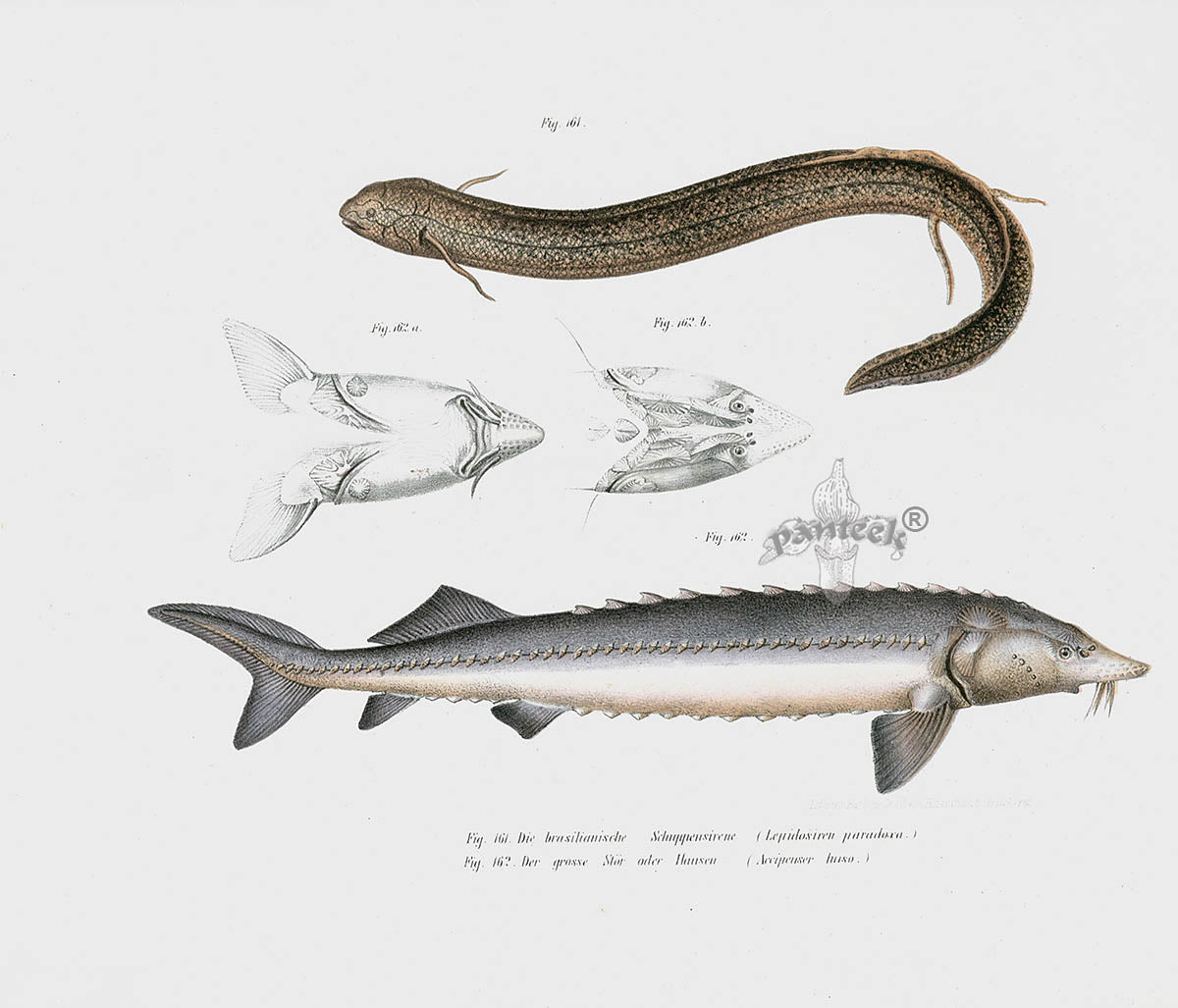 Leopold Fitzinger Lithograph Lungfish, Sturgeon