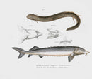 Leopold Fitzinger Lithograph Lungfish, Sturgeon - Panteek Antique Prints