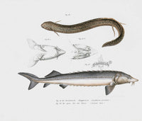 Leopold Fitzinger Lithograph Lungfish, Sturgeon - Panteek Antique Prints