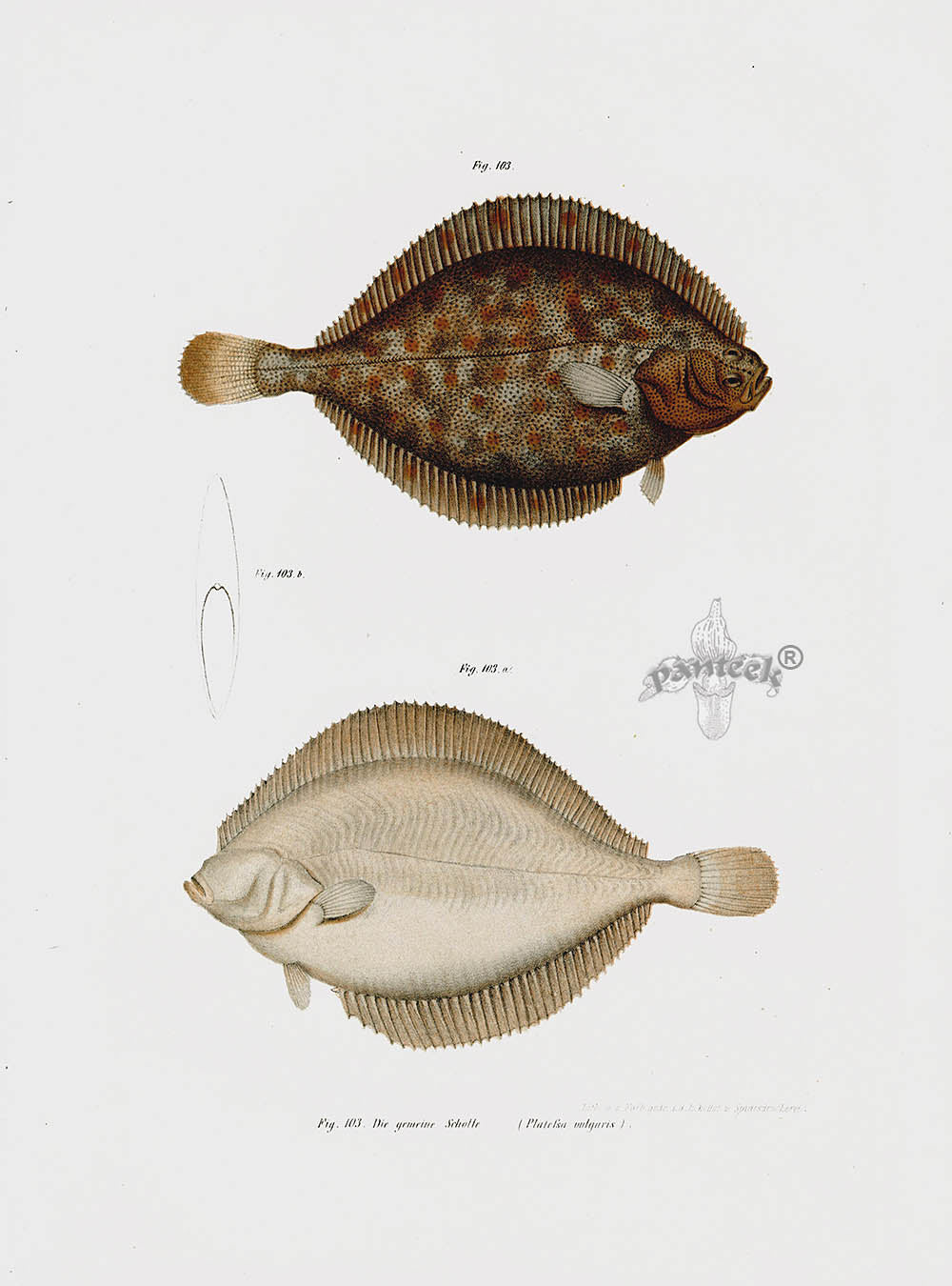 Leopold Fitzinger Lithograph Plaice