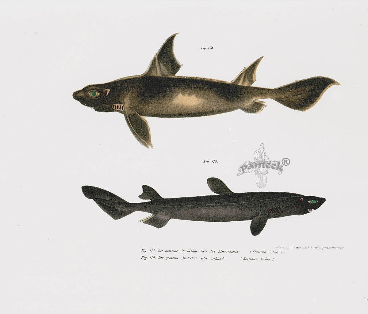 Leopold Fitzinger Lithograph Sharks