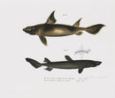 Leopold Fitzinger Lithograph Sharks - Panteek Antique Prints