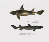 Leopold Fitzinger Lithograph Sharks - Panteek Antique Prints