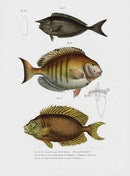 Leopold Fitzinger Lithograph Short-nosed Unicorn Fish - Panteek Antique Prints