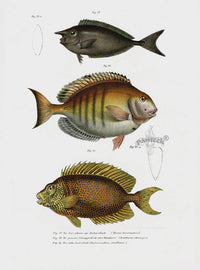 Leopold Fitzinger Lithograph Short-nosed Unicorn Fish - Panteek Antique Prints