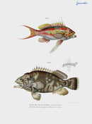 Leopold Fitzinger Lithograph Swallowtail Sea Pearch - Panteek Antique Prints