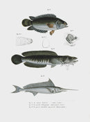 Leopold Fitzinger Lithograph Swordfish - Panteek Antique Prints