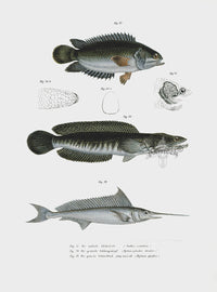 Leopold Fitzinger Lithograph Swordfish - Panteek Antique Prints