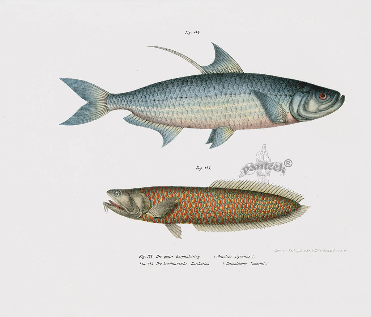 Leopold Fitzinger Lithograph Tarpon, Arawana Fish