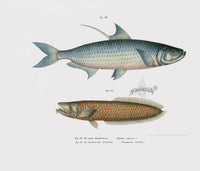 Leopold Fitzinger Lithograph Tarpon, Arawana Fish - Panteek Antique Prints