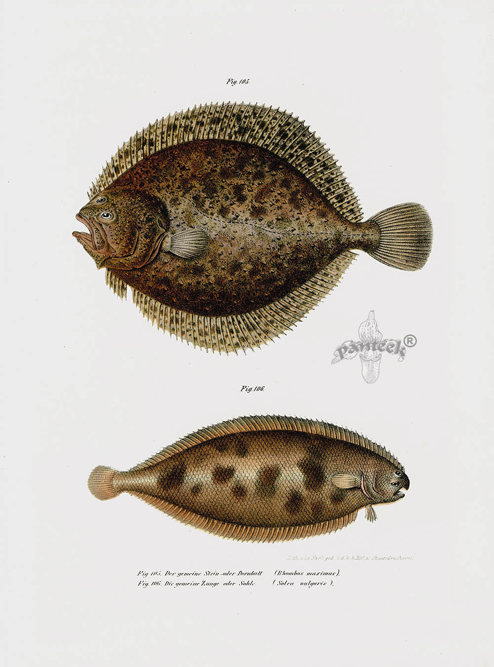Leopold Fitzinger Lithograph Turbot, Sole
