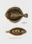 Leopold Fitzinger Lithograph Turbot, Sole - Panteek Antique Prints