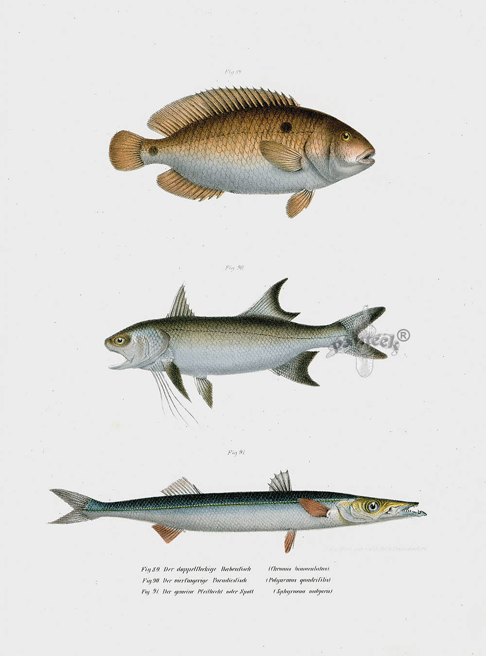 Leopold Fitzinger Lithograph Wrasse