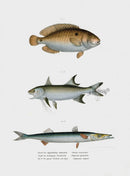 Leopold Fitzinger Lithograph Wrasse - Panteek Antique Prints