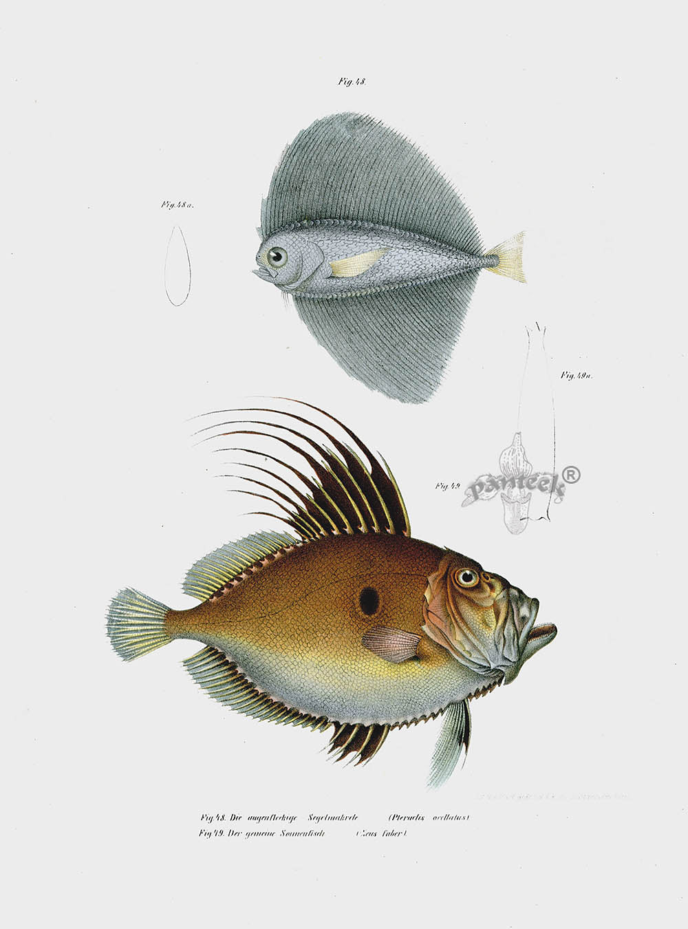 Leopold Fitzinger Lithograph Zeus faber