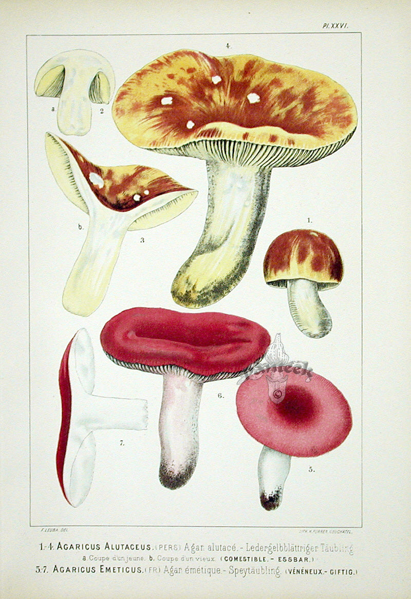 Leuba Mushroom Print 1890 Agaricus Alutaceus