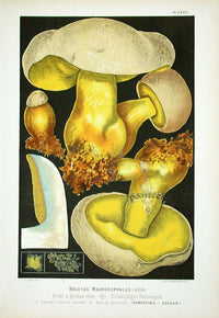 Leuba Mushroom Print 1890 Boletus Macrocephalus - Panteek Antique Prints