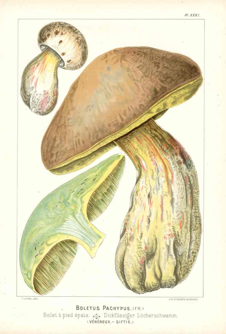 Leuba Mushroom Print 1890 Boletus Pachypus